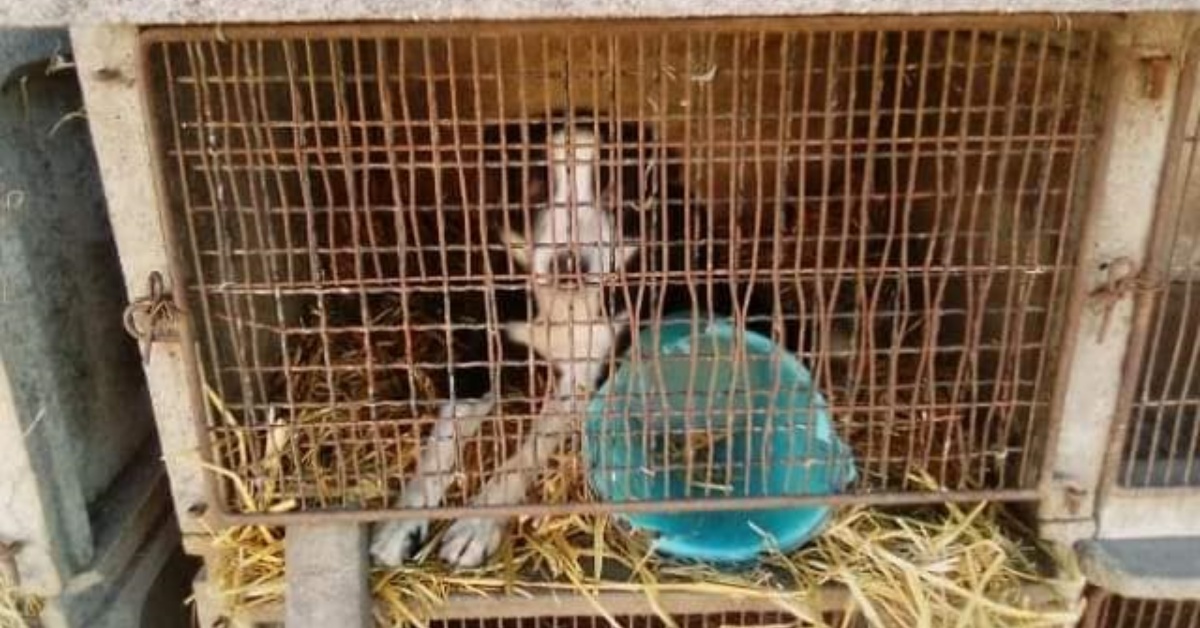 Ficelle, costretta a vivere in una gabbia per conigli: citato in giudizio il volontario che l’ha salvata