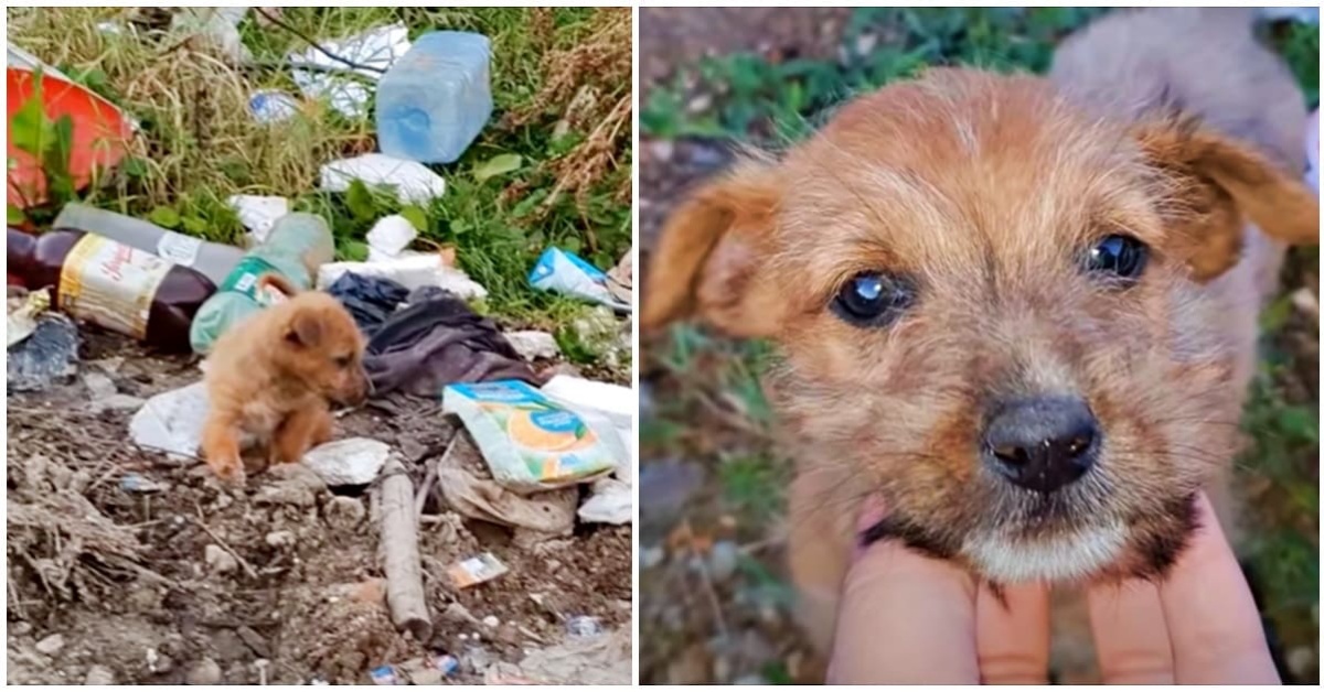 Il salvataggio di Gizmo, un cucciolo trovato abbandonato in una discarica