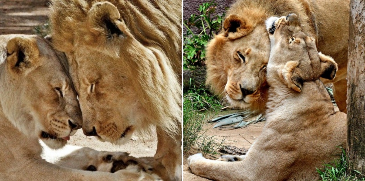 Morti Hubert e Kalisa: gli inseparabili Leoni dello Zoo di Los Angeles