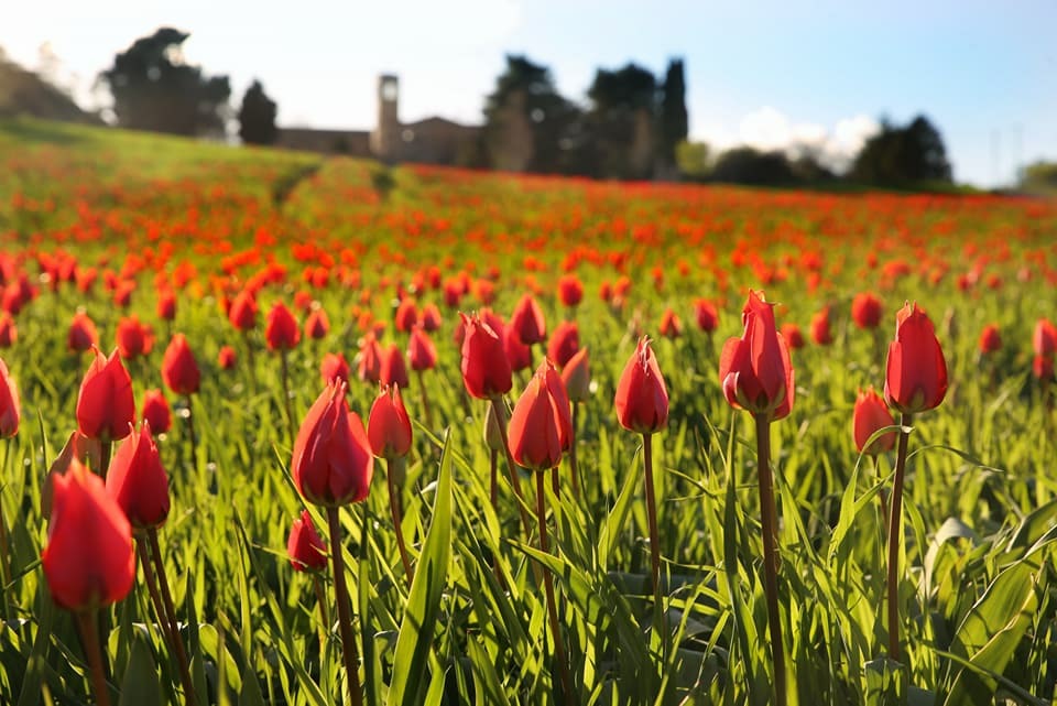 blufi e i suoi tulipani