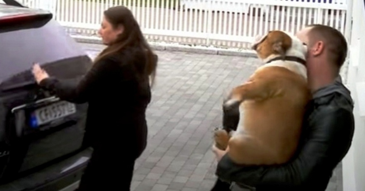 La storia di Igor, il cane lasciato in canile con una sorpresa speciale