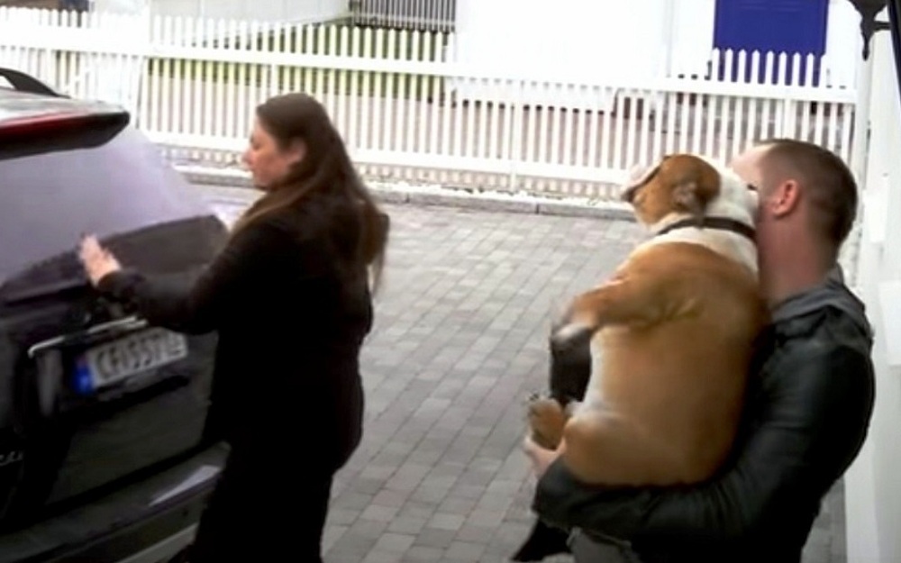 Igor, il cane lasciato in canile 