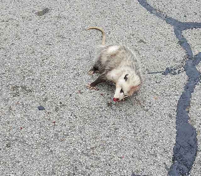 Judy Obregon e l'opossum