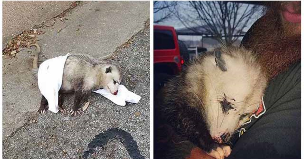 L’intervento di Judy Obregon per salvare un opossum
