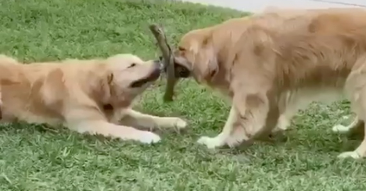 Dopo essere stati separati per mesi, Kevin e il suo amico si riabbracciano
