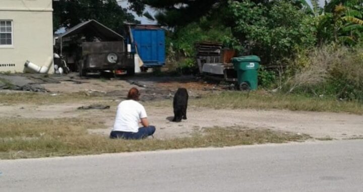 La storia di Bear