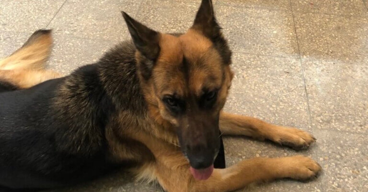 Il racconto di Nadia, una giornalista che ha perso il suo cane Loulou nell’esplosione di Beirut
