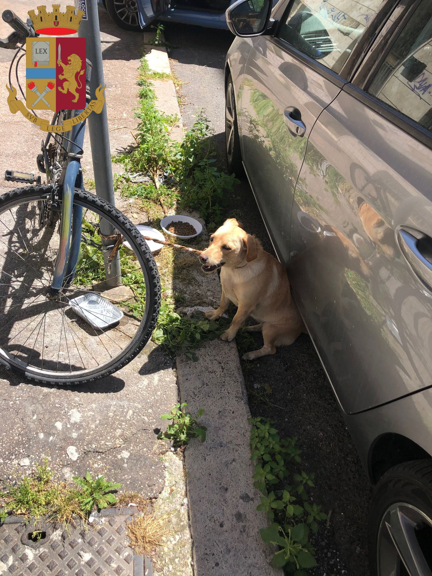 L'adozione di Maggie