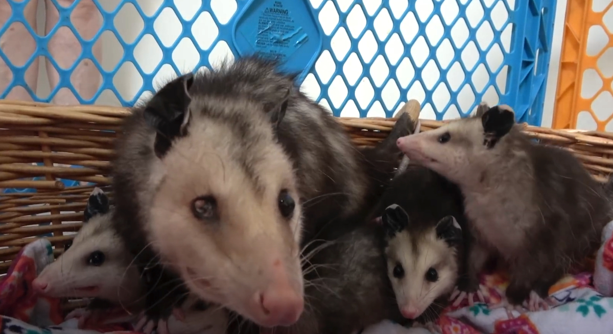 Mamma opossum