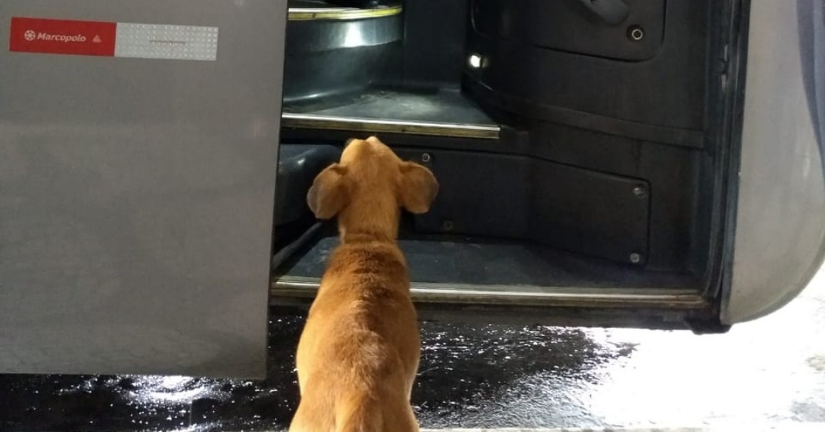 Mel il cane abbandonato nella stazione degli autobus: cerca sempre i suoi amici umani
