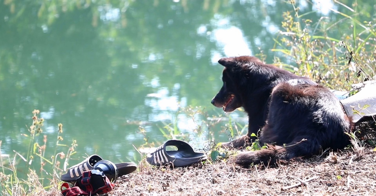 Mhee aspetta il suo amico umano che esce da lago, ma per lui non c’era più nulla da fare