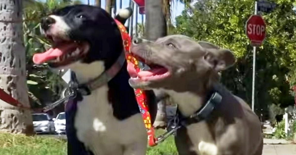 La storia di Oreo e Cookie: due cagnolini salvati dalla strada