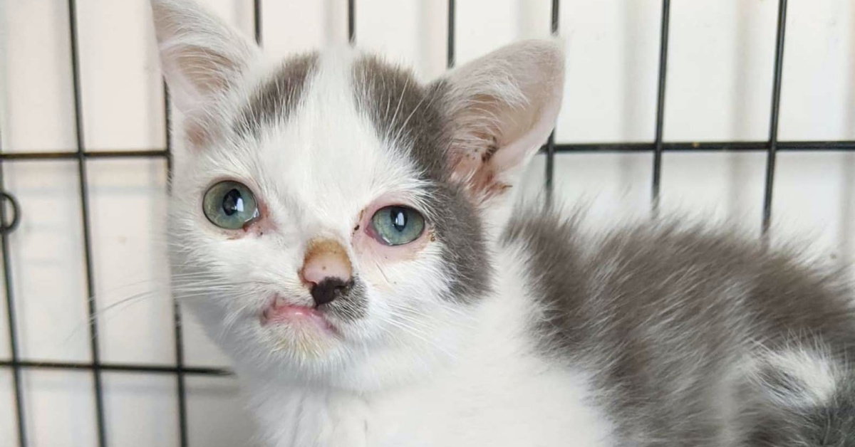 Pinocchio un gatto con un viso diverso e speciale: tutti si sono innamorati di lui