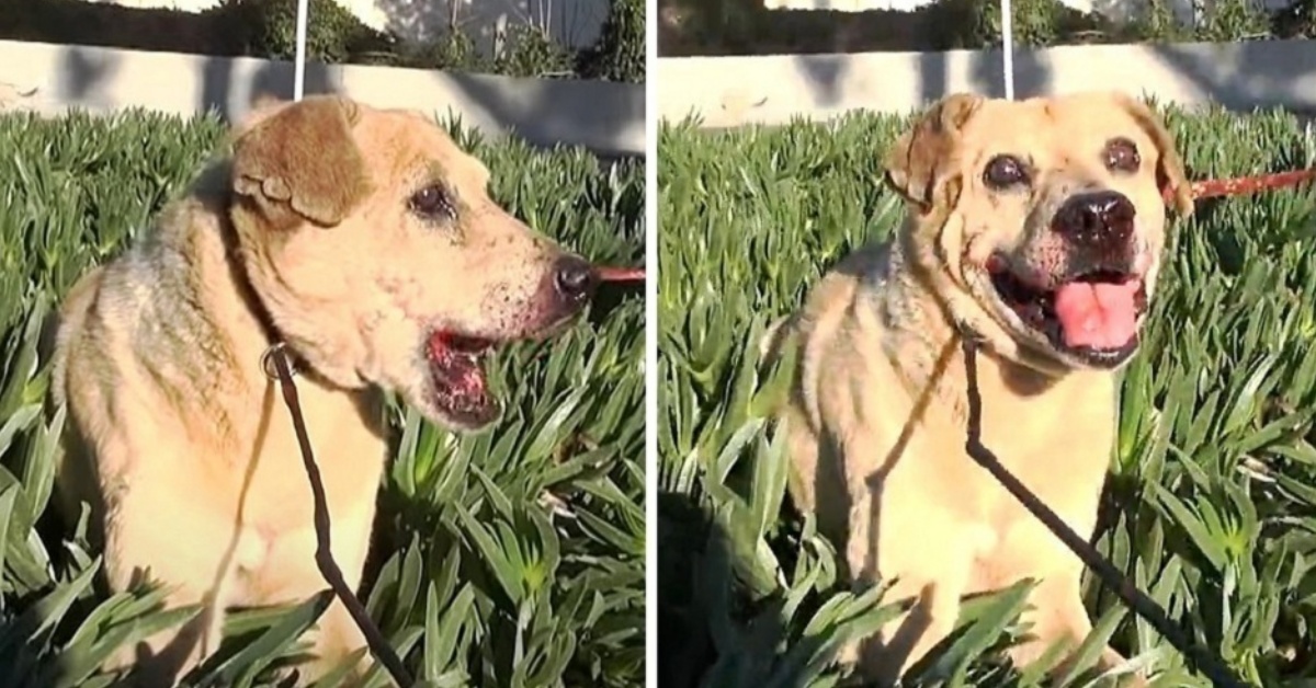 La storia di Rudolph: il cane anziano salvato dalla strada