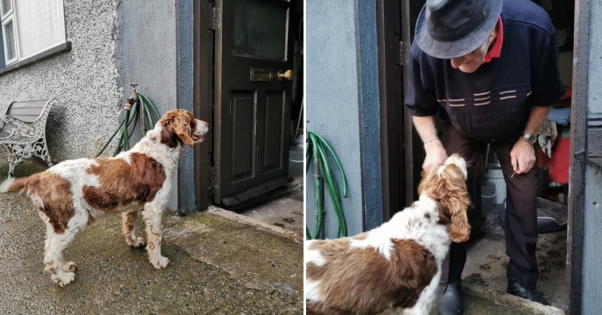 La commovente riunione di Sean e di Brandy, il cane smarrito