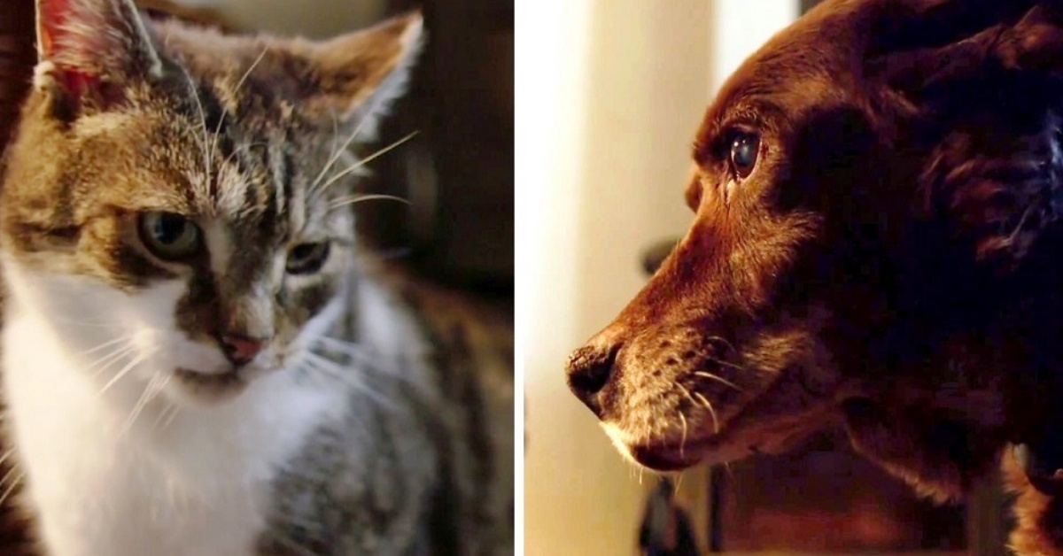 Tervel e Pudditat: l’improbabile ma splendida amicizia tra cane e gatto