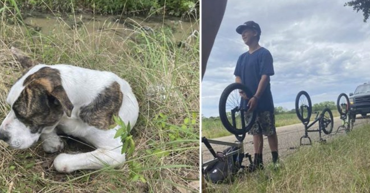 Tre adolescenti trovano un cane ferito: il salvataggio di Taz