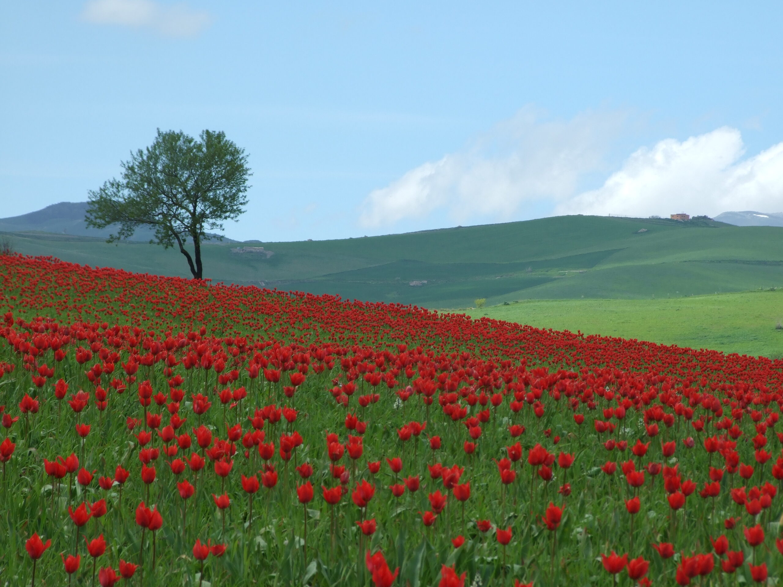 blufi e i suoi tulipani