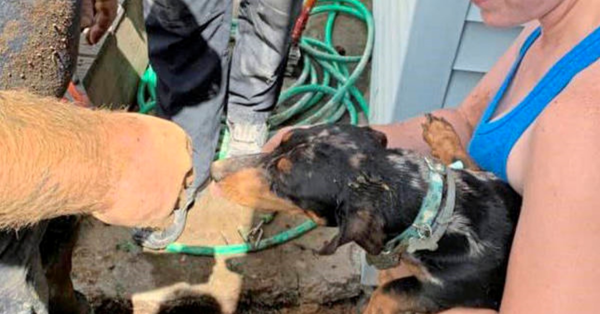Rimane intrappolato sotto a un edificio: il cane Winston salvato dai pompieri