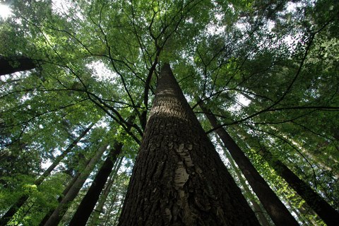 Qui c’è l’albero più alto d’Italia: viaggio per gli amanti della natura