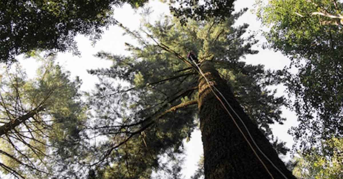 Viaggio per gli amanti della natura: qui c'è l'albero più alto d'Italia