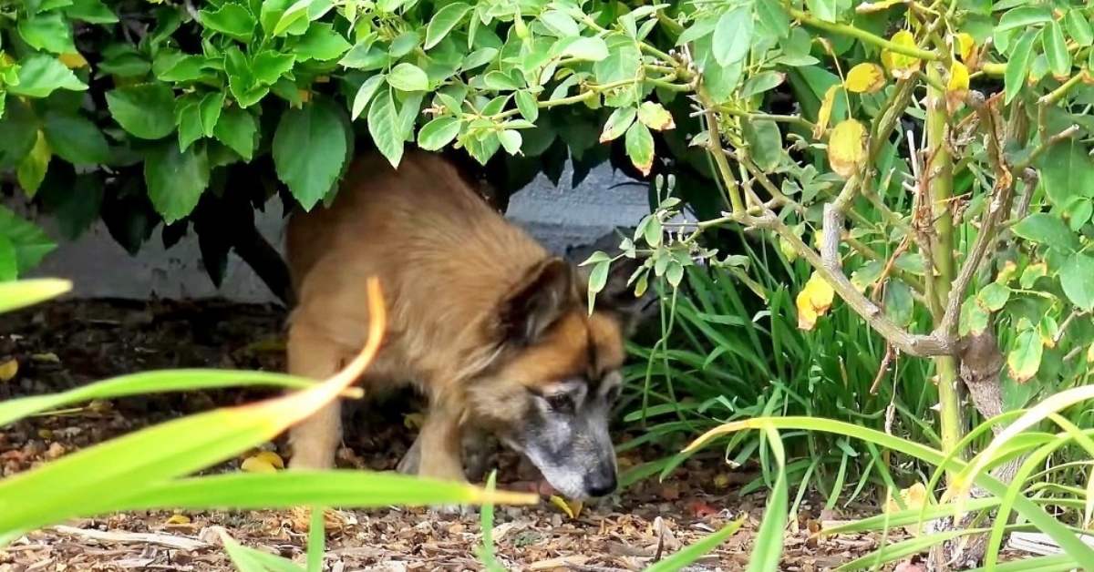 Angelica, la cagnolina abbandonata in un cimitero: oggi ha una nuova vita