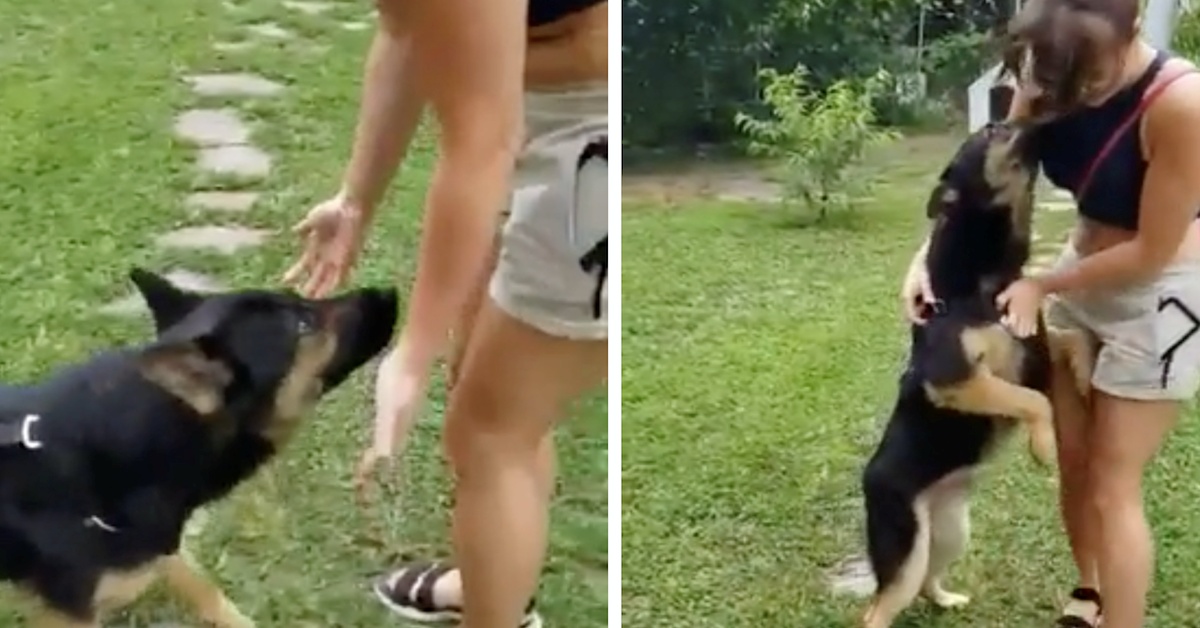 Rivede la sua padrona dopo 7 mesi: l’emozionante video di Bear