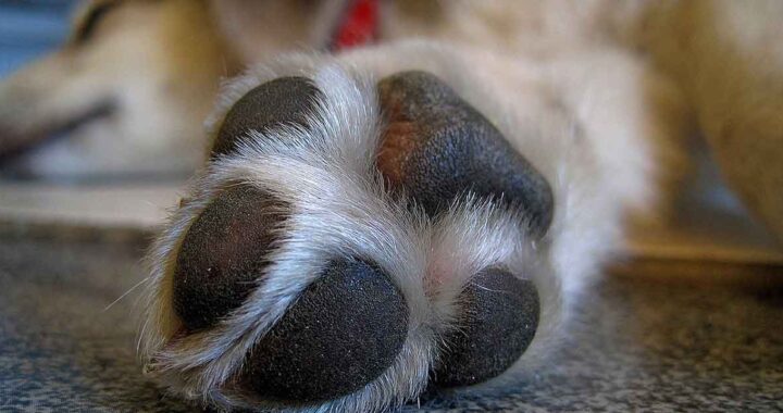 Cane consegna la spesa alla nonna