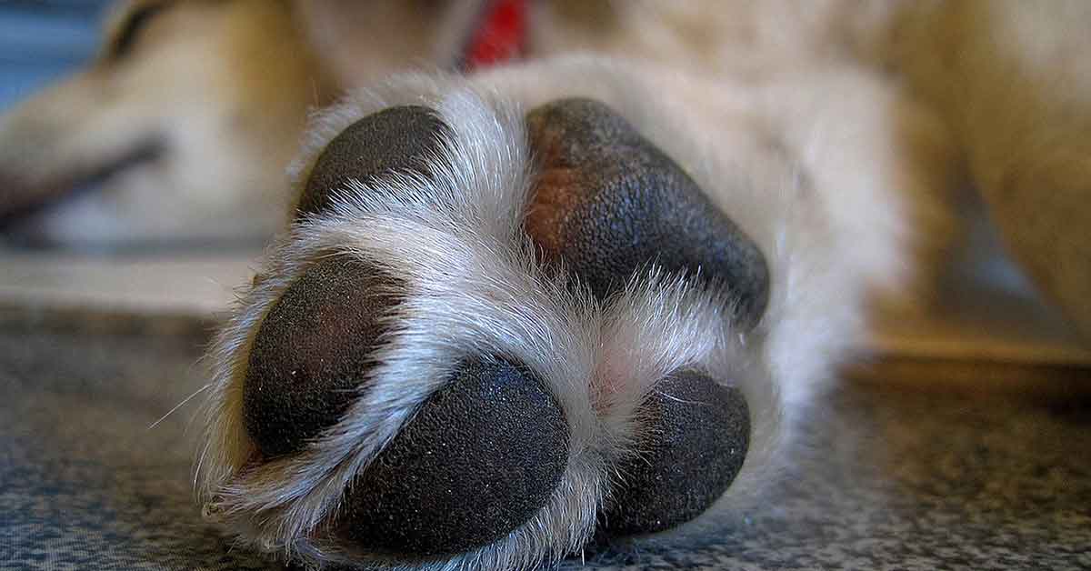 Cane consegna la spesa alla nonna