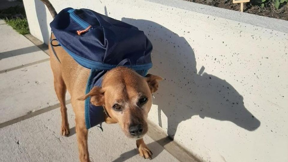 Luigi il cane postino