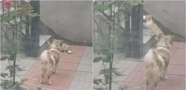Il gesto d'amore del cane