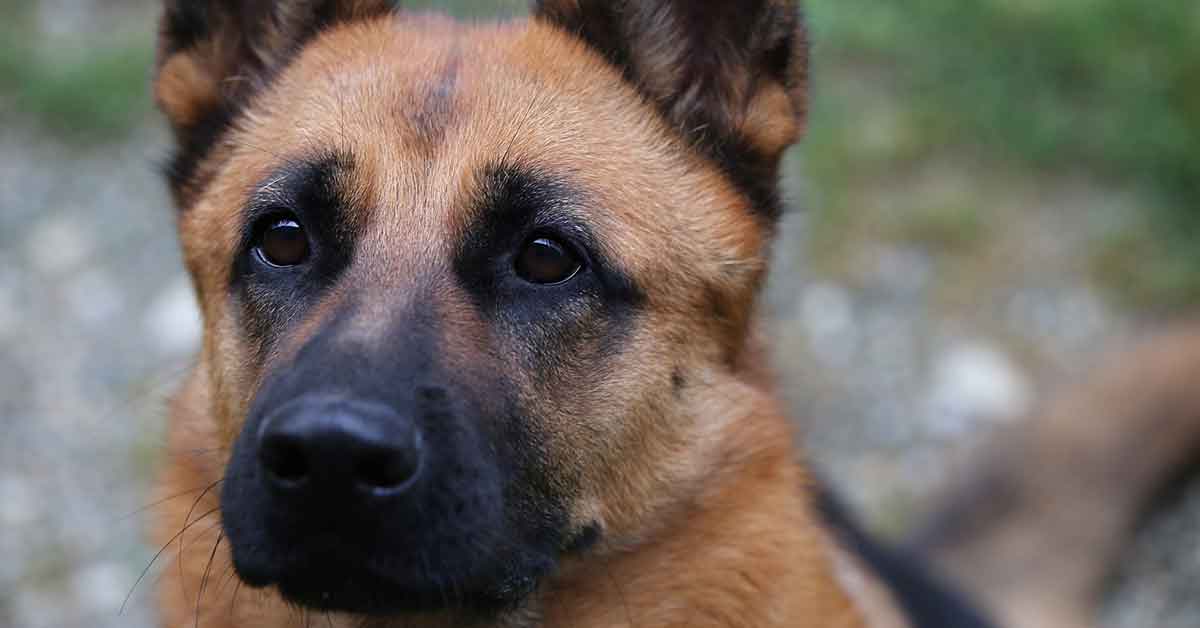 Il cane è il miglior amico dell'uomo