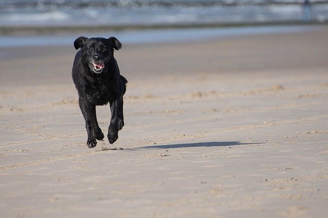 Cane corre sulla sabbia