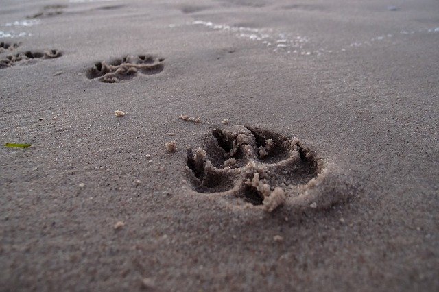 Orme lasciate sulla spiaggia