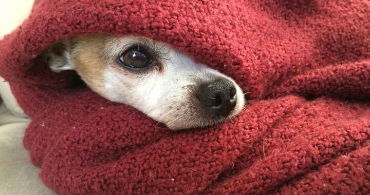 Cane incontra i proprietari