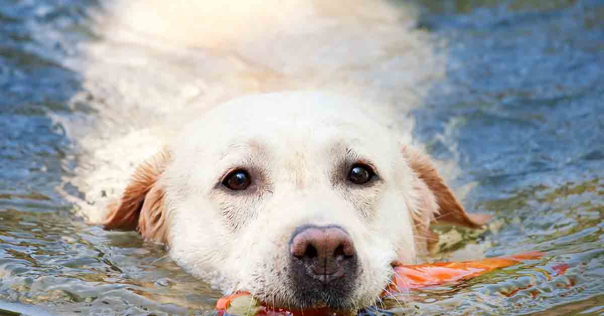 Cane insegna a nuotare ai cuccioli