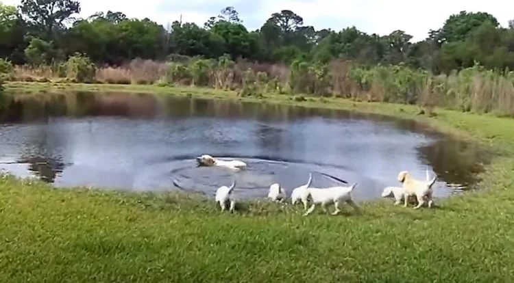 i cani imparano a nuotare nel lago