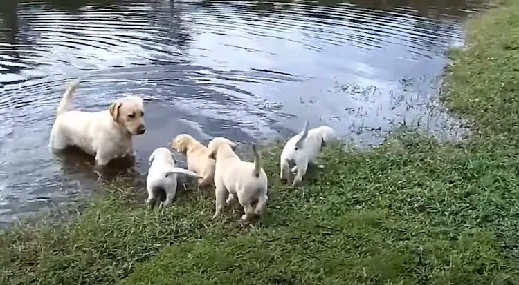 Labrador in acqua con i cuccioli