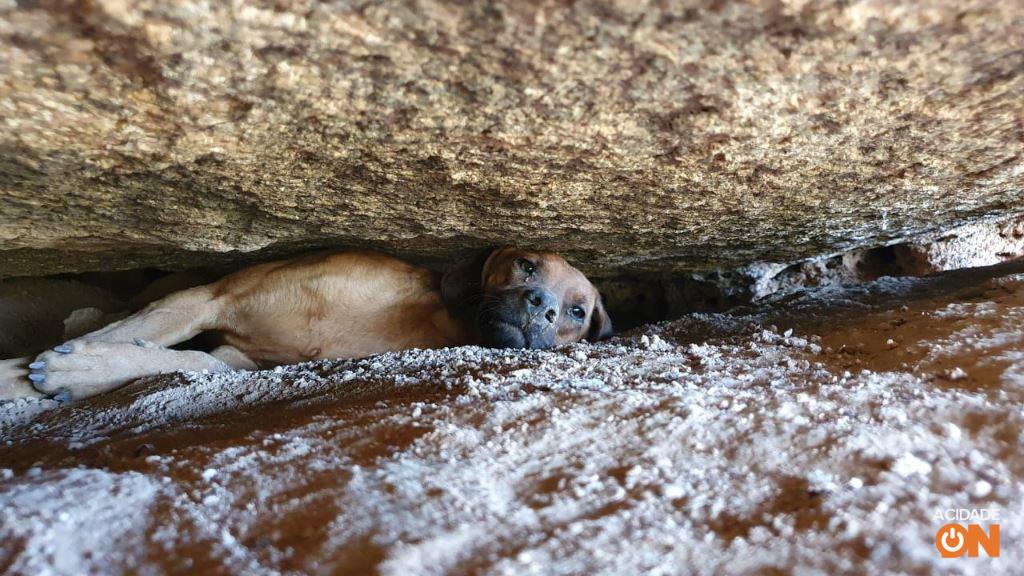 Il cane riposava tra le rocce