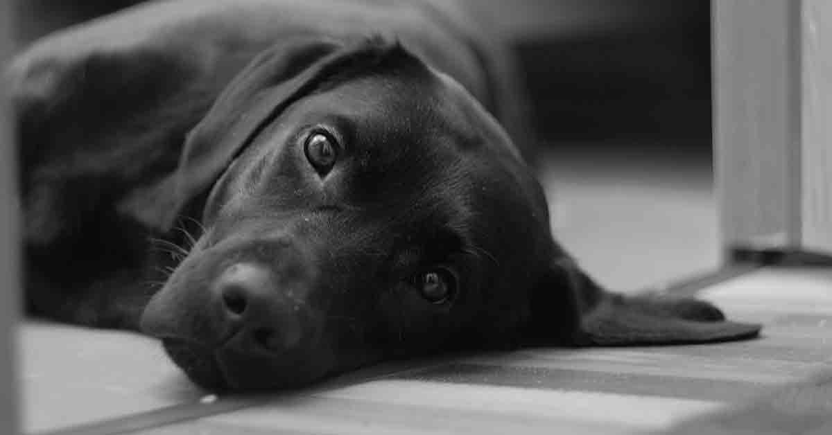 Cane lanciato fuori dall'auto