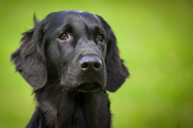 Cane abbandonato dalla famiglia