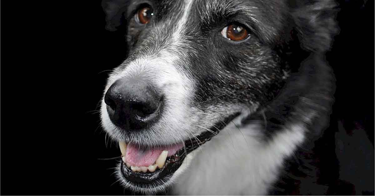 Cane malnutrito e ferito