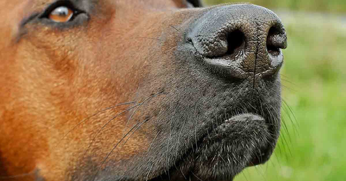 Cane maltrattato piange quando viene adottato