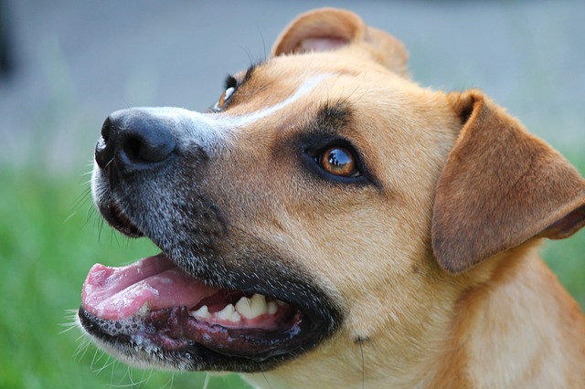 L'adozione del cane maltrattato