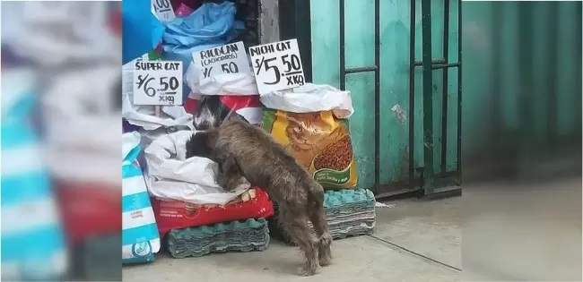 Il cagnolino randagio mangia