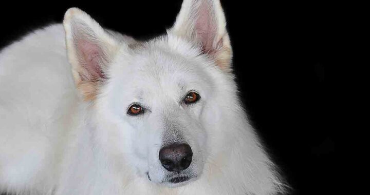 Cane randagio abbraccia la donna