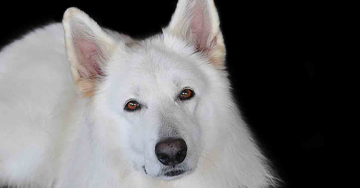 Cane randagio abbraccia la donna