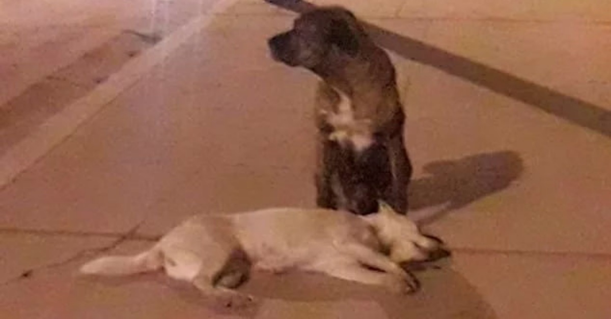 Cane randagio cerca di svegliare il suo amico morto investito: il video commovente