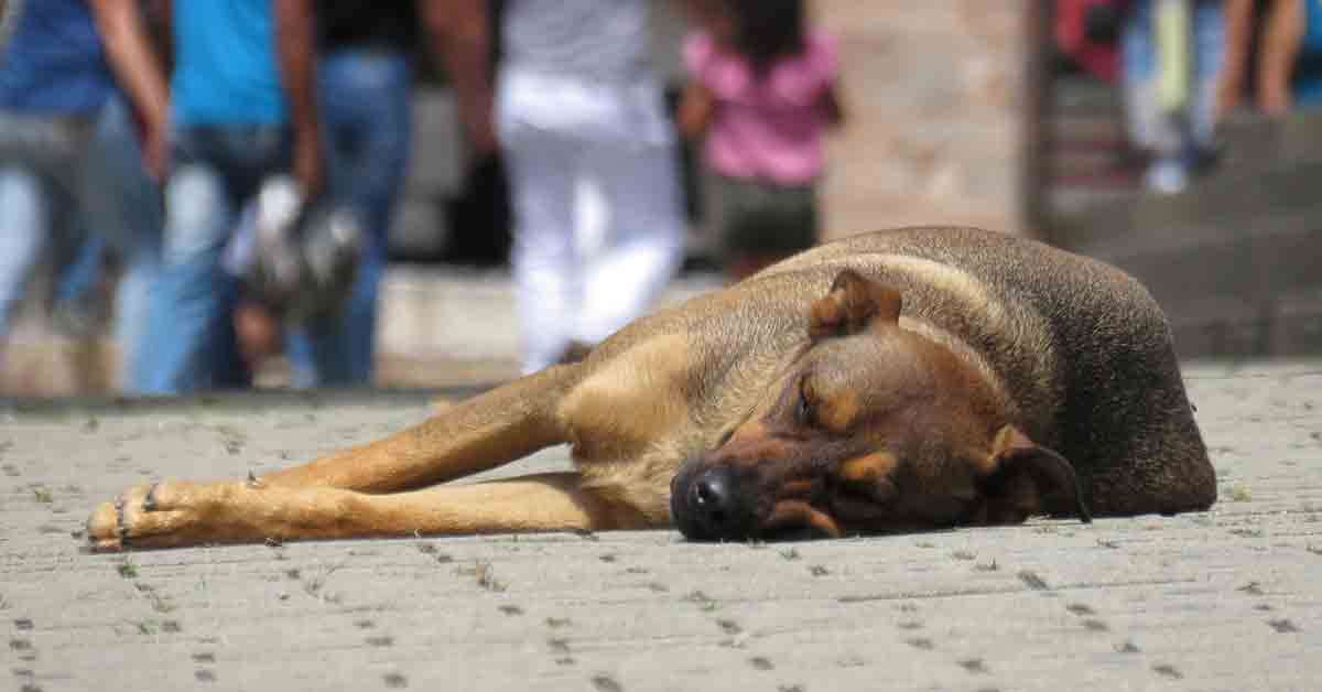 Cane randagio nel negozio