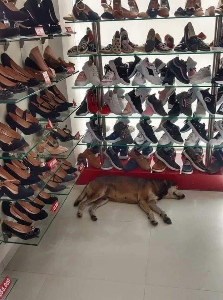 Il cane in mezzo alle scarpe